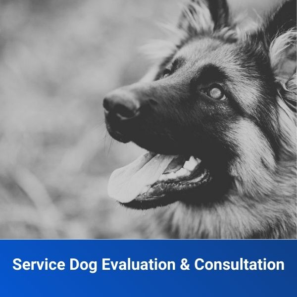 Service Dog Evaluation Consultation Off Leash K9 Training Of 