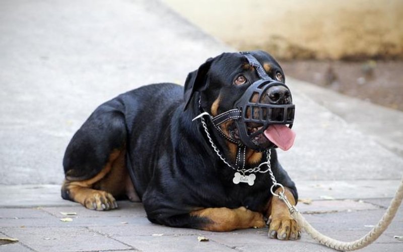controlling dog aggression with dog muzzle
