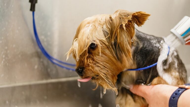 4 Best Dog Groomers in Asheville, NC