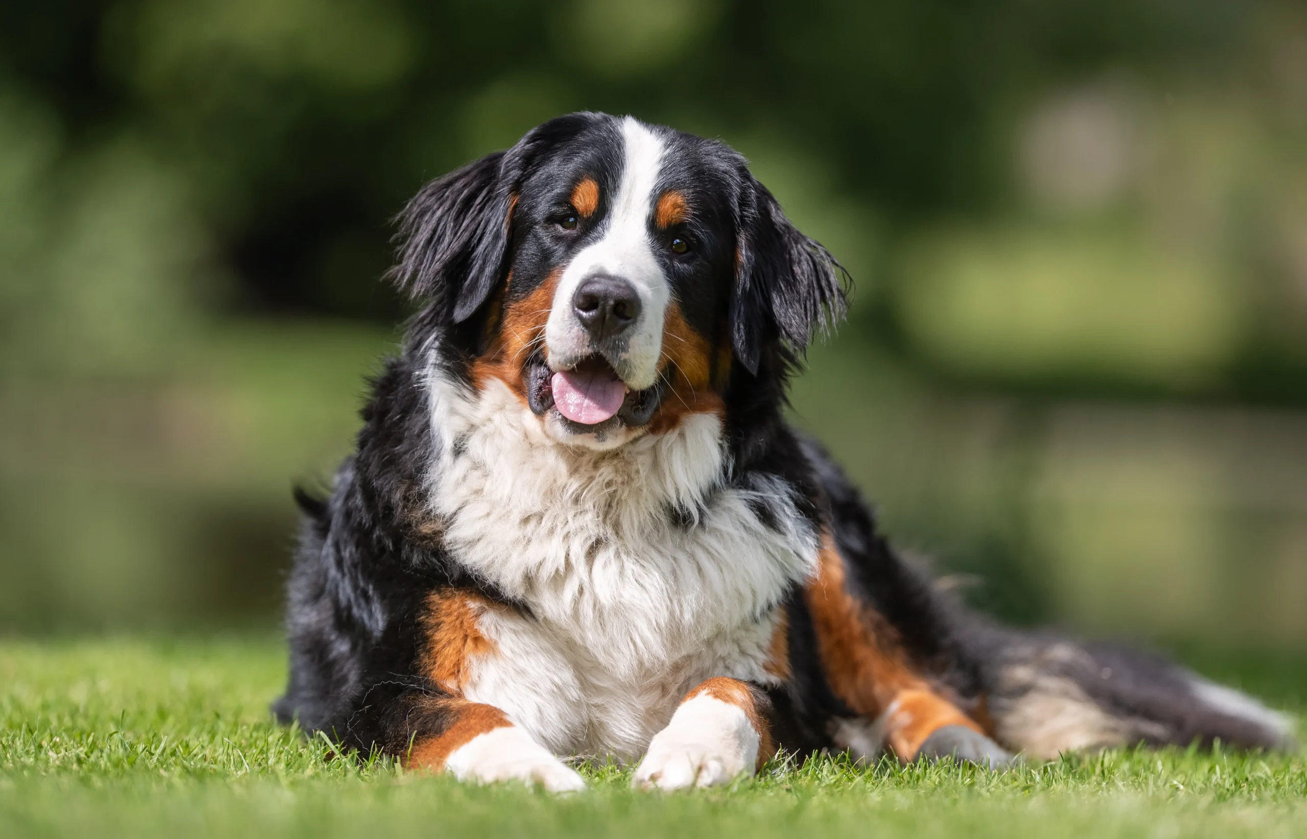 Dog board and train in Asheville NC — Off Leash K9 Training